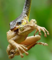 snakefrog.jpg